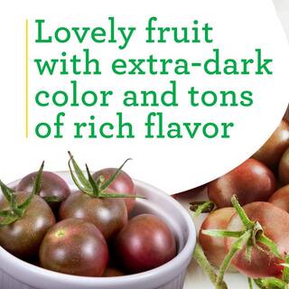 Bonnie Plants 19 oz. Black Cherry Tomato Plant 0211