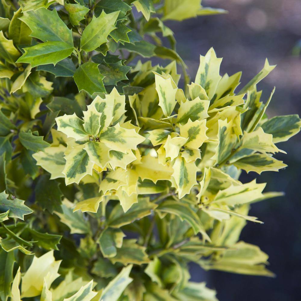 SOUTHERN LIVING 3 Gal. Golden Oakland Holly Plant with Golden Variegated Foliage 14501
