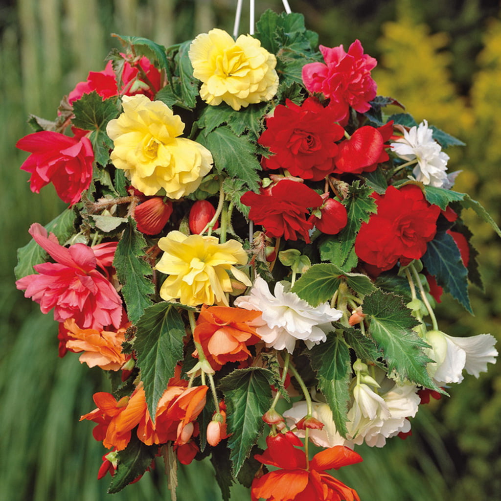 Van Zyverden Hanging Basket Begonias Mixed Colors Set of 5 Bulbs Mixed Part Shade