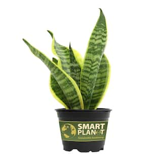 SMART PLANET Green and Yellow Variegated Live Snake Plant (Sansevieria Superba) Air Purifying Houseplant in 4.25 in. Grower Pot 0880030