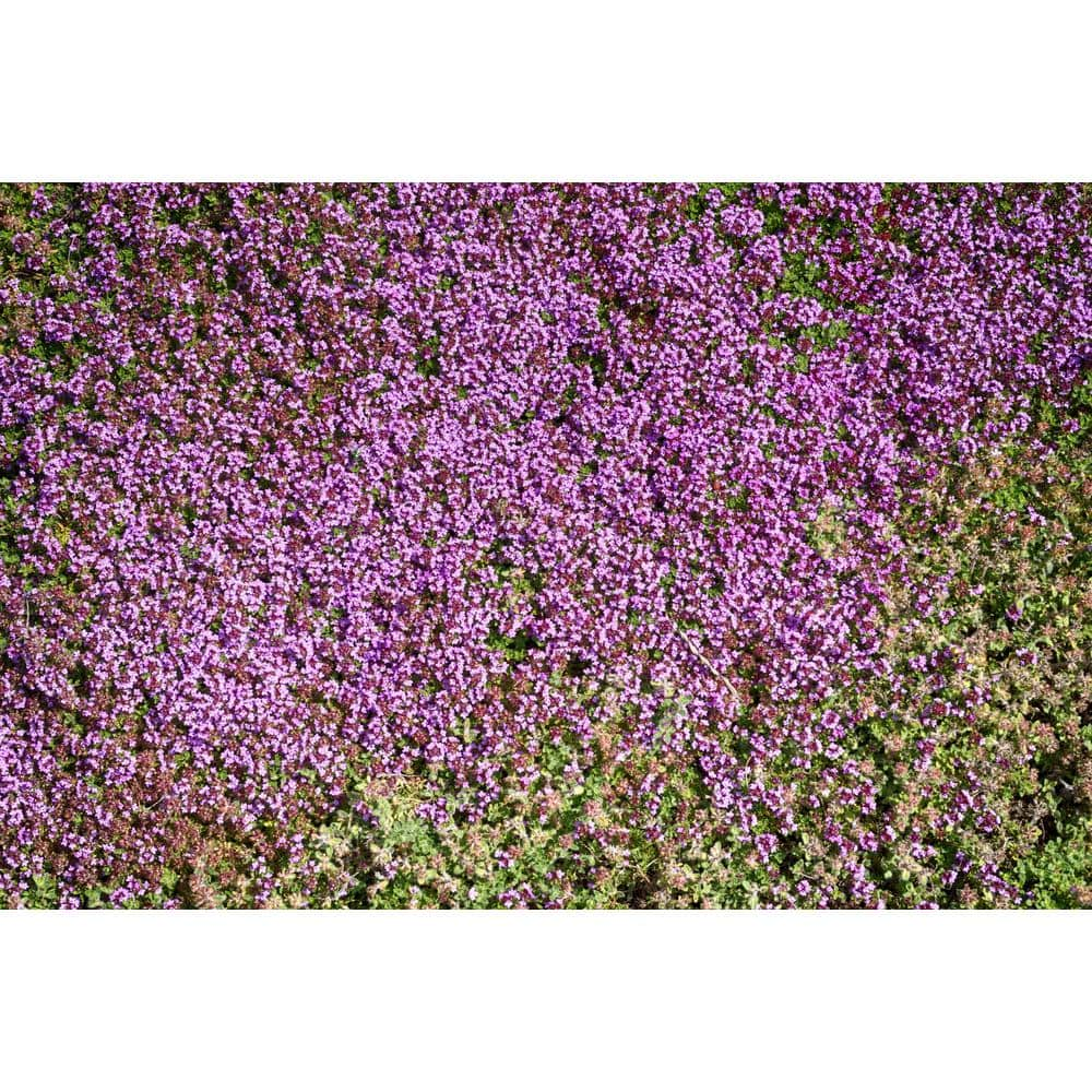 BELL NURSERY 1 Gal. Pink Chintz Creeping Thyme (Thymus serpyllum) Live Flowering Full Sun Perennial Groundcover Plant THYME1PNK1PK