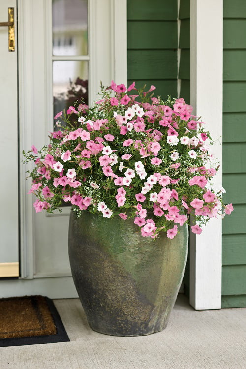 4-pack， 4.25 in. Eco+Grande Supertunia Vista Silverberry (Petunia) Live Plant， White Flowers with Pink Veins