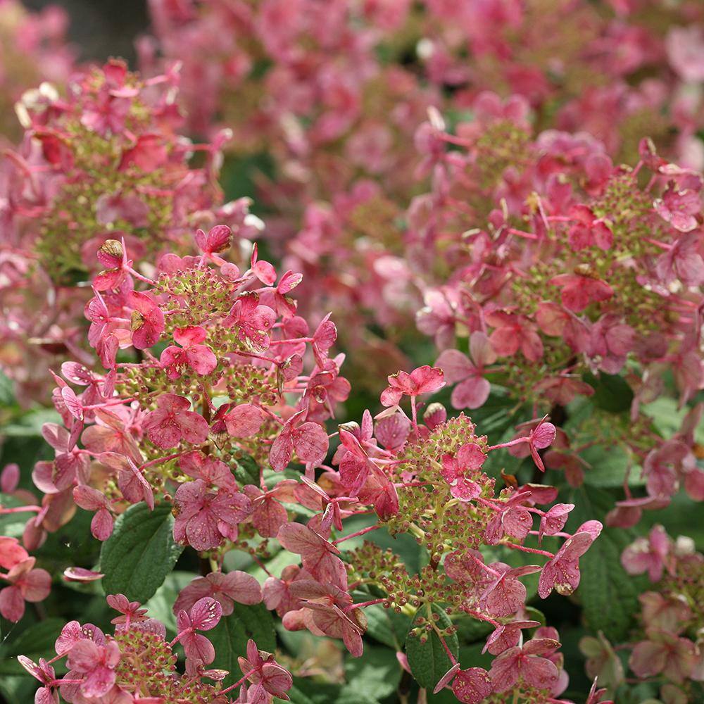 PROVEN WINNERS 2 Gal. Little Quick Fire Hydrangea Shrub with White to Pink-Red Blooms 14054