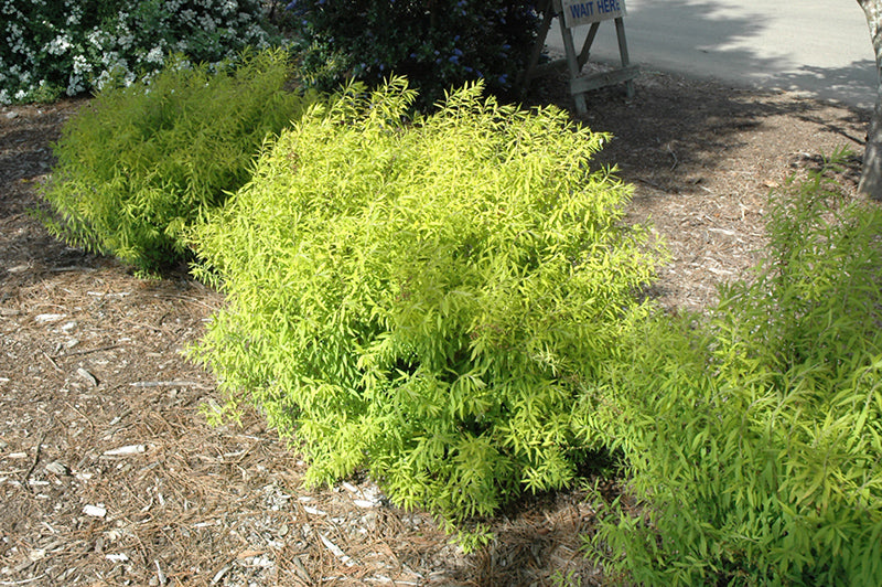 Mellow Yellow Spirea