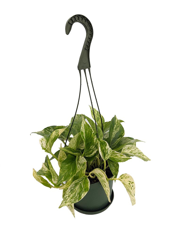 Marble Queen Devil's Ivy - Pothos - Epipremnum - 6