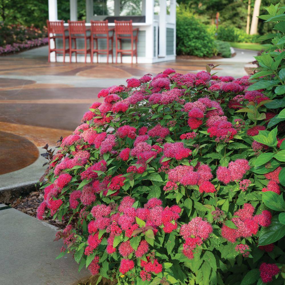 PROVEN WINNERS 2 Gal. Double Play Doozie (Spirea) Live Shrub with Pink Flowers 14737
