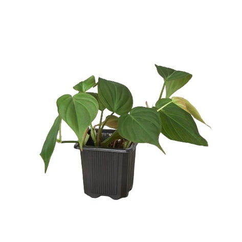 Philodendron 'Velvet' - 3