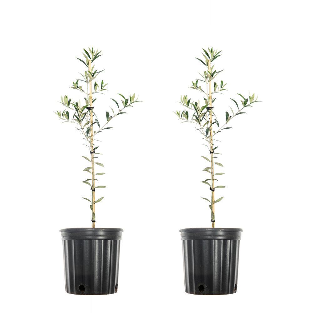 2 ft. - 3 ft. Arbequina Olive (2-Pack) THD00129