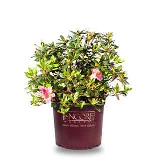 ENCORE AZALEA 1 Gal. Encore Autumn Coral Azalea Shrub with Coral Reblooming Flowers Heavy Summer Blooms 12044