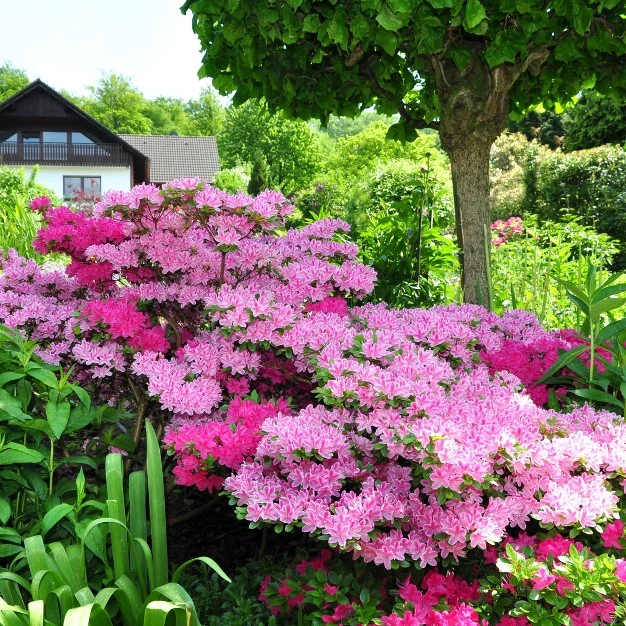 Azalea 'conversation' U.s.d.a. Hardiness Zones 7-11 - 1pc - Cottage Hill