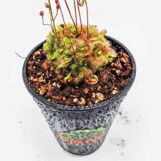 KILLER PLANT COMPANY Sundew - Drosera Spathulata - Carnivorous Plant 1