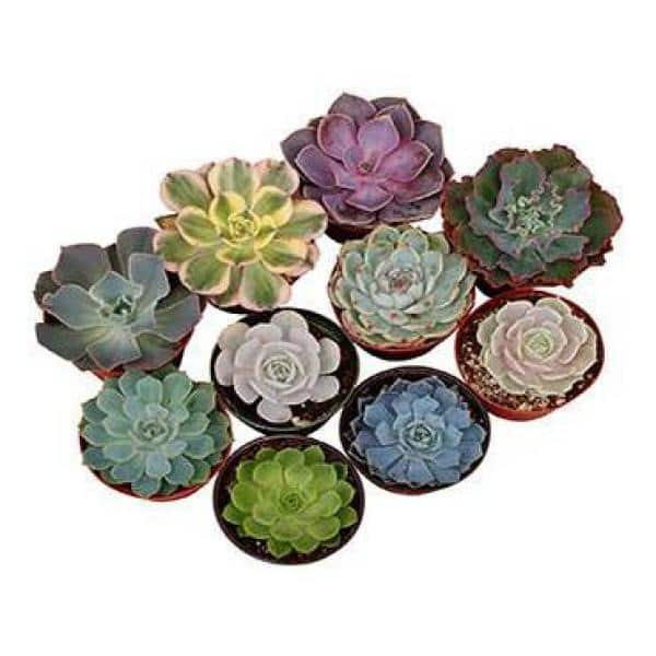 Shop Succulents 4 in. Rosette Succulent Collection Succulent (Collection of 12) R4-12