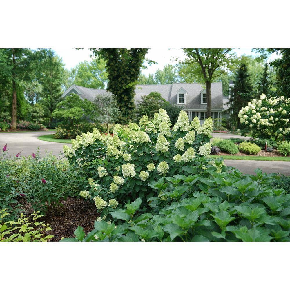 PROVEN WINNERS 3 Gal. Limelight Prime Hydrangea (Arborescens) Live Shrub Green and Pink Flowers 11194