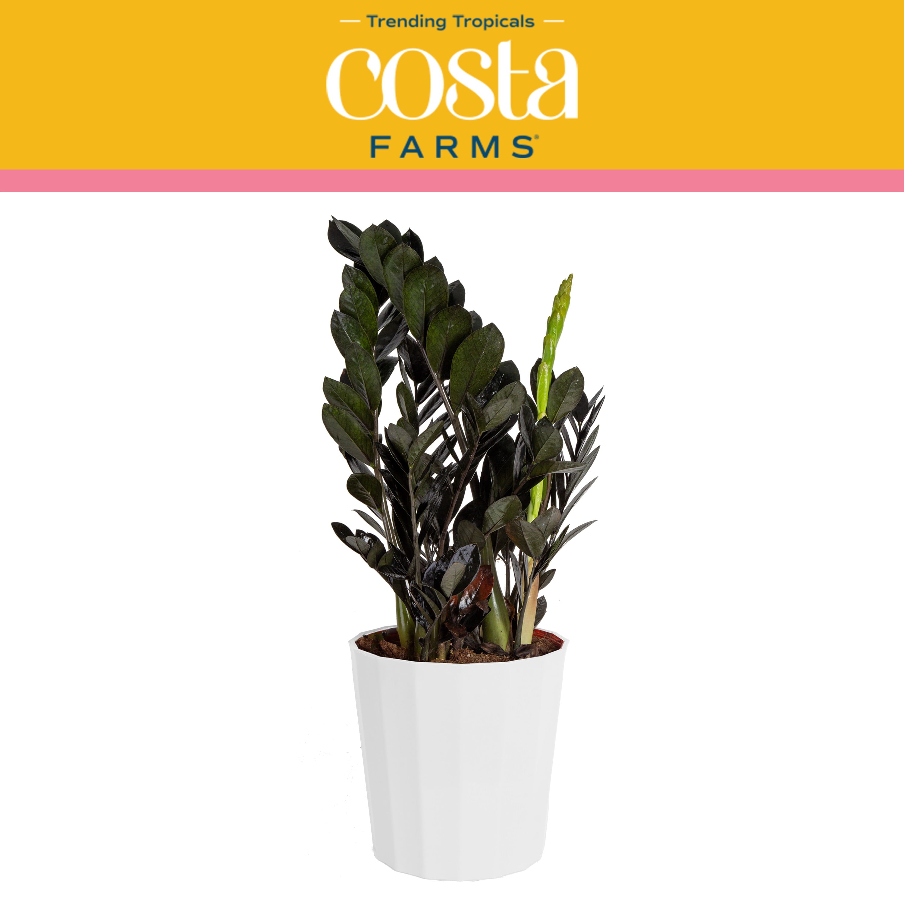 Costa Farms Trending Tropicals Live Indoor and Outdoor 22in. Tall Black Raven® ZZ Zamioculcas ‘Dowon’; Medium， Indirect Light Plant in 10in. Décor Pot