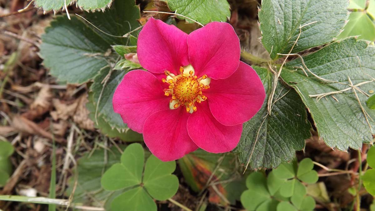 Everbearing Tarpan Strawberry - Hot Pink Flower - Fragaria - 4 Plants/2.5