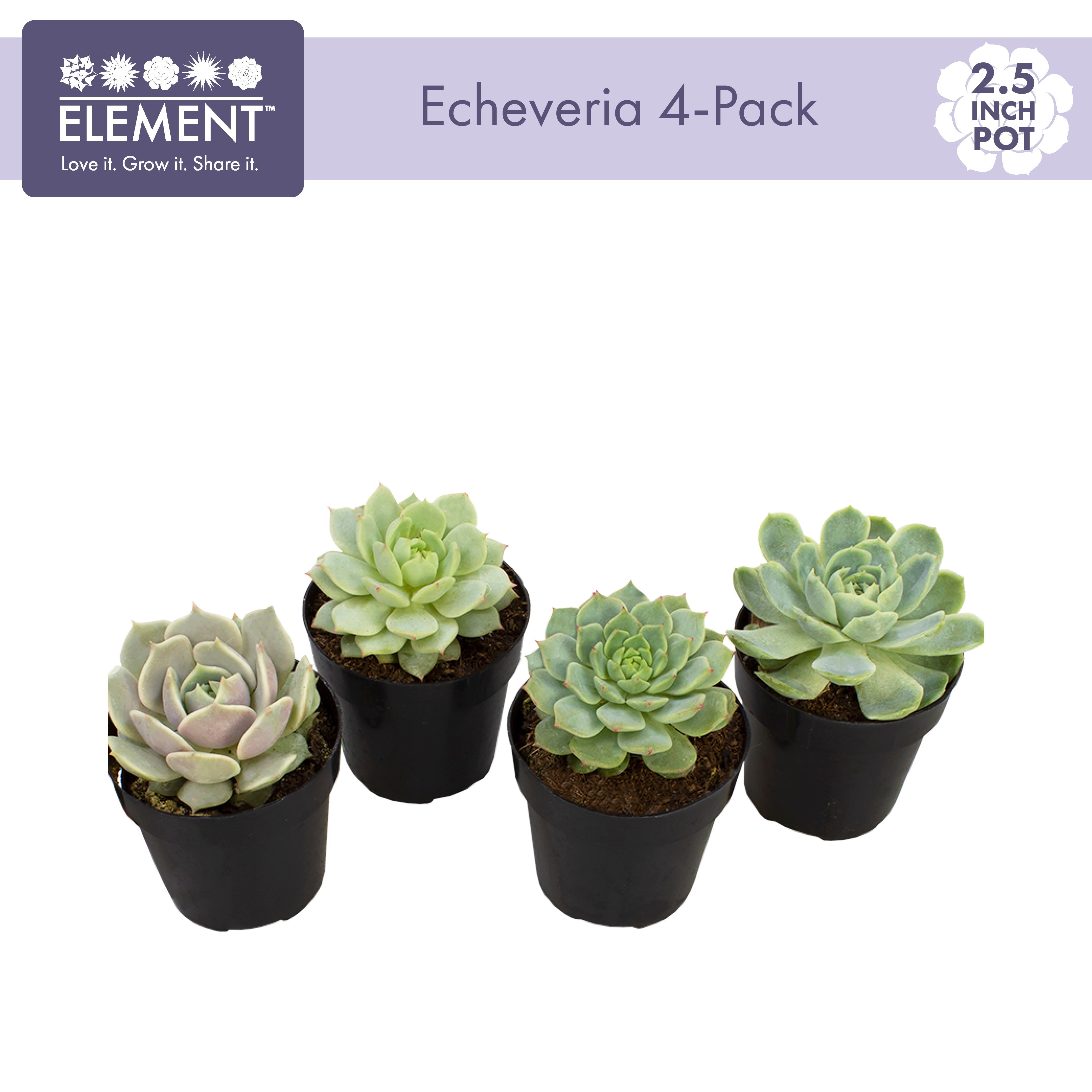 Element by Altman Plants Echeveria Live Succulent， Live Indoor House Plants with Grower Pots ， 2.5 inch ， Pack of 4