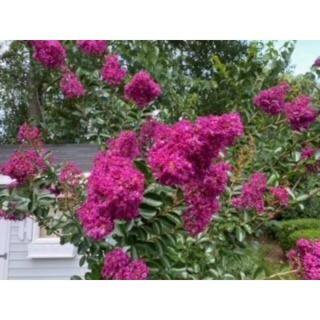 SEASON TO SEASON 2 Gal. Amethyst King Deciduous Crape Myrtle Tree 17877