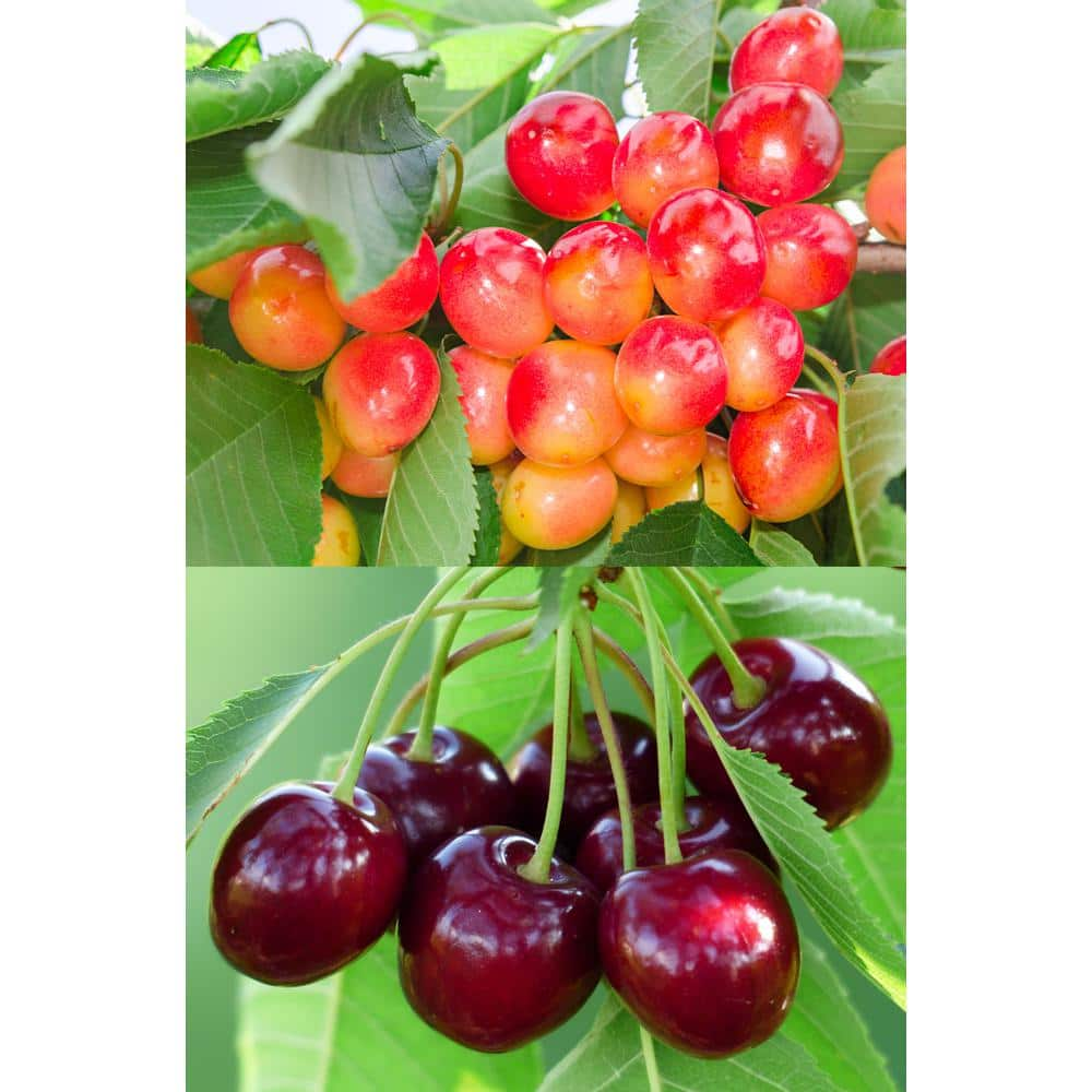 Online Orchards Double Cherry Twist Tree Bare Root CBCH002