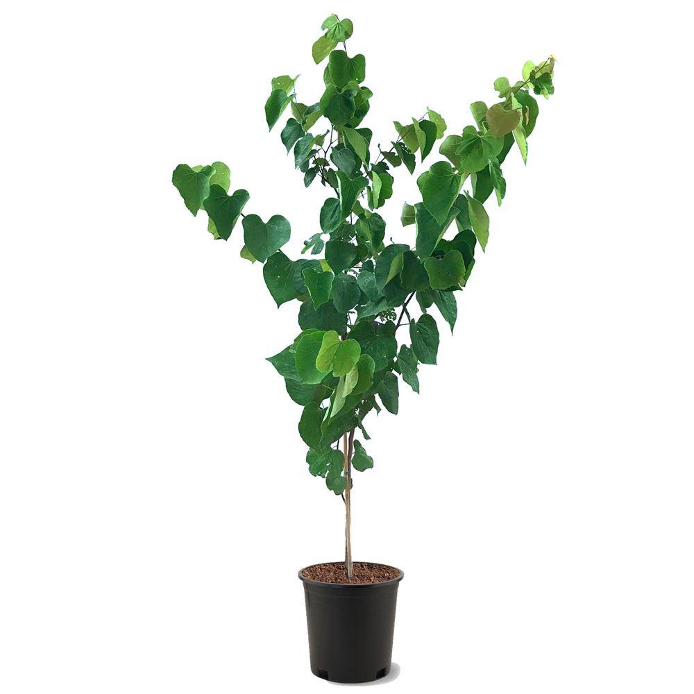 Eastern Redbud Pink Flowering Ornamental Tree REDBUD05G