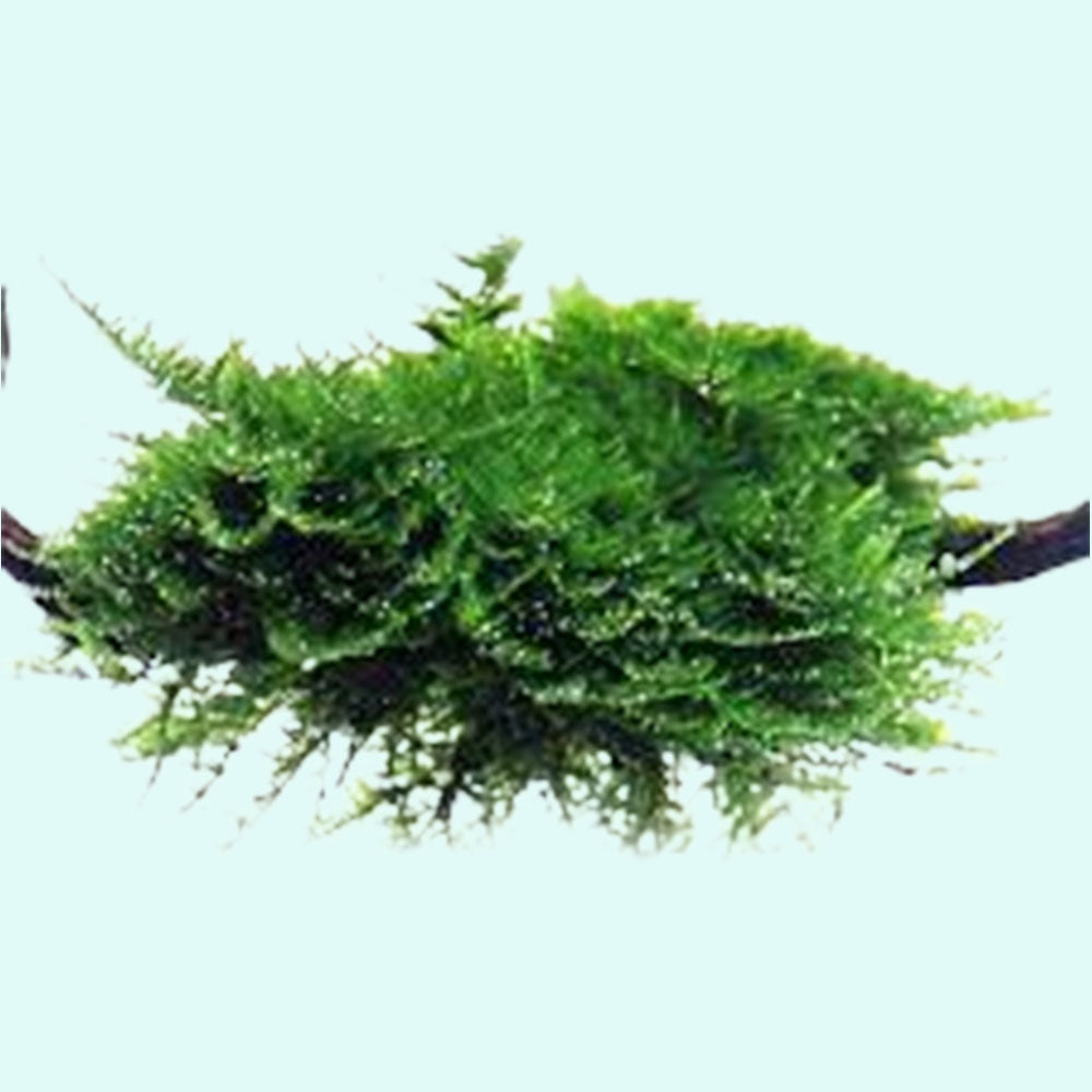 Christmas Moss Vesicularia Portion Live Aquarium Plants BUY2 GET1 FREE