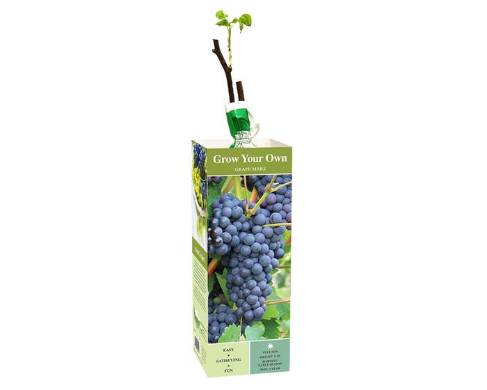 Van Zyverden Inc. Grape Mars - blue seedless 00815