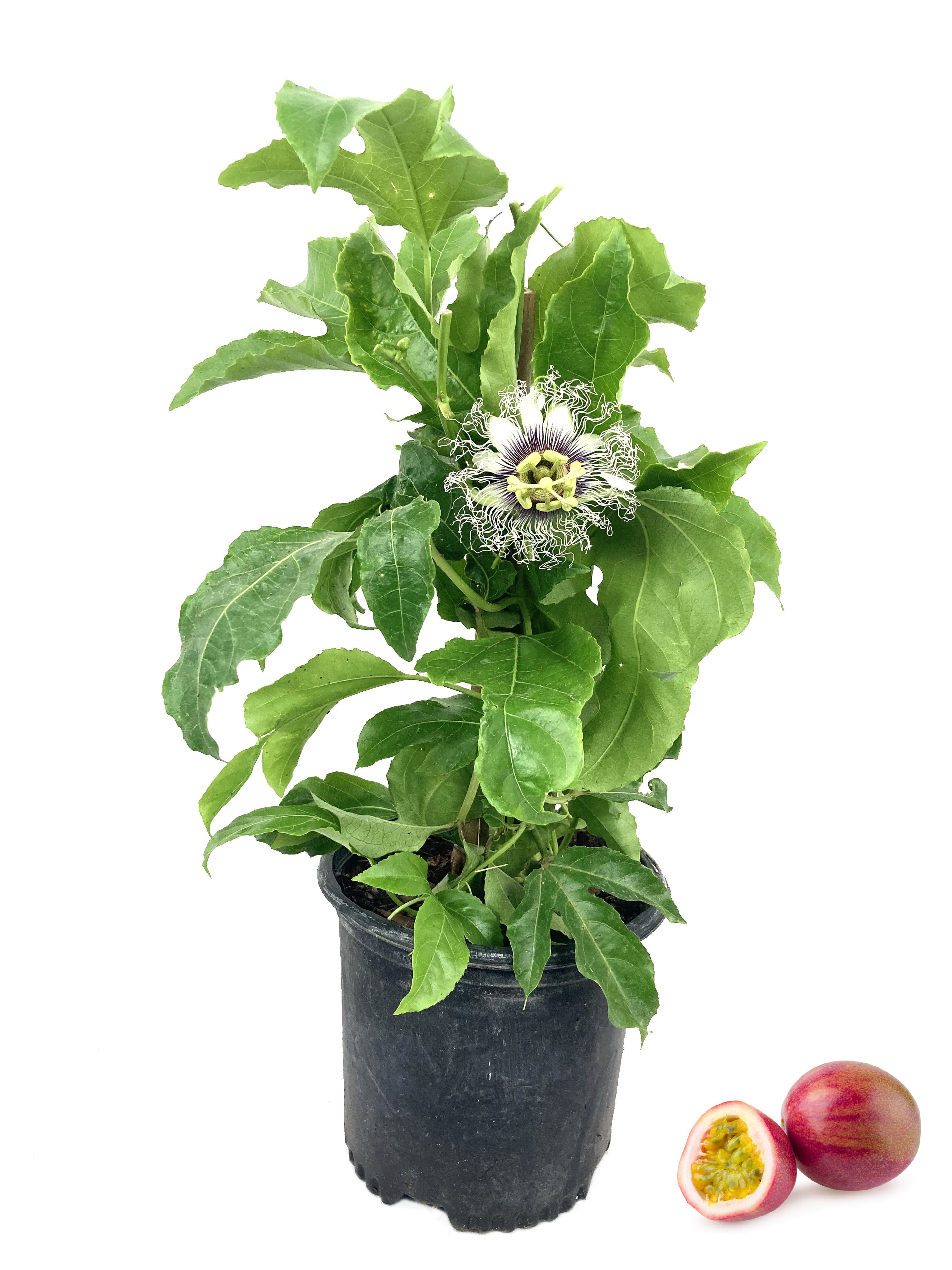 Passion Fruit Plant - Live Plants in a 6 inch Growers Pot - Edible Fruit Bearing Vine for The Patio and Garden