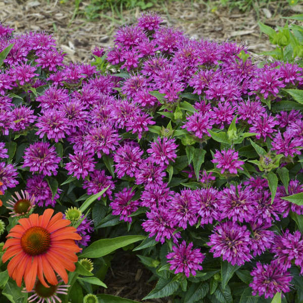 Monardia 'Pardon My Purple' Bee Balm