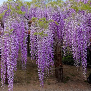 national PLANT NETWORK 2.5 Qt. Wisteria Amethyst Falls Flowering Shrub with Purple Flowers HD1105