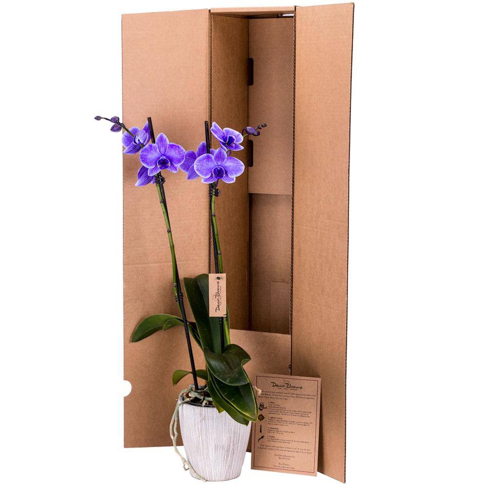 DecoBlooms 5 in. Orchid Purple in Container DB8991