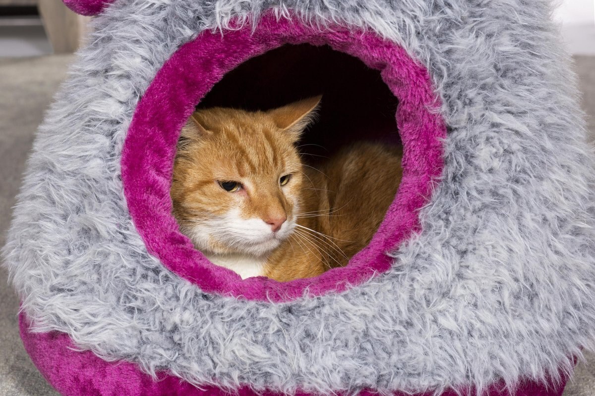 Prevue Pet Products Cozy Cap Cat Cave