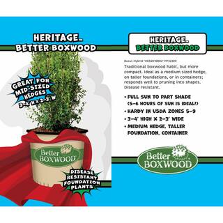 BETTER BOXWOOD 2 Gal. Heritage Boxwood Shrub 18193