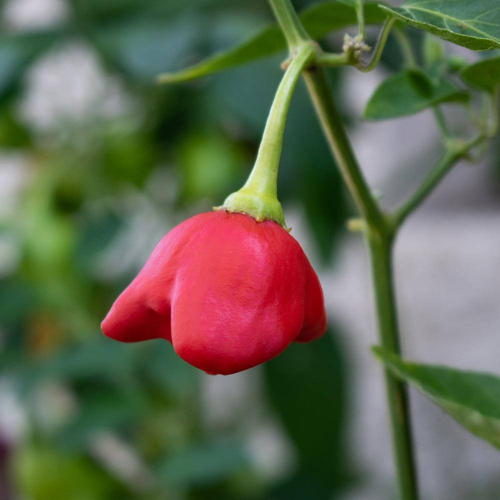 BONNIE PLANTS HARVEST SELECT 25 oz. Mad Hatter Pepper Plant 715339422415