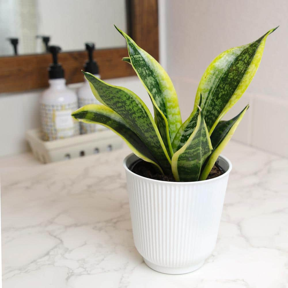 ALTMAN PLANTS Decorative Snake Plant Gift (Sansevieria Superba) in 4.25 in. White Pot 0873204