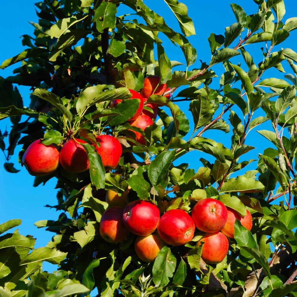 Dwarf Gala Apple Tree - Cannot Ship to AZ， ID， OR， CA