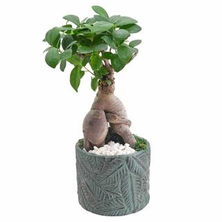 Arcadia Garden Products 4.5 in. Ginseng Ficus Bonsai Blue Round Tropico Leaf Ceramic Planter LV55