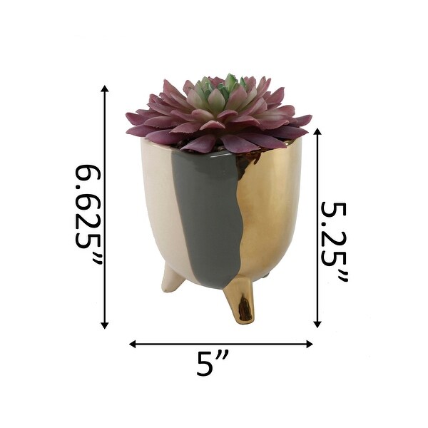 Succulent in 5 3TONE FOOTED CERAMIC，GREY