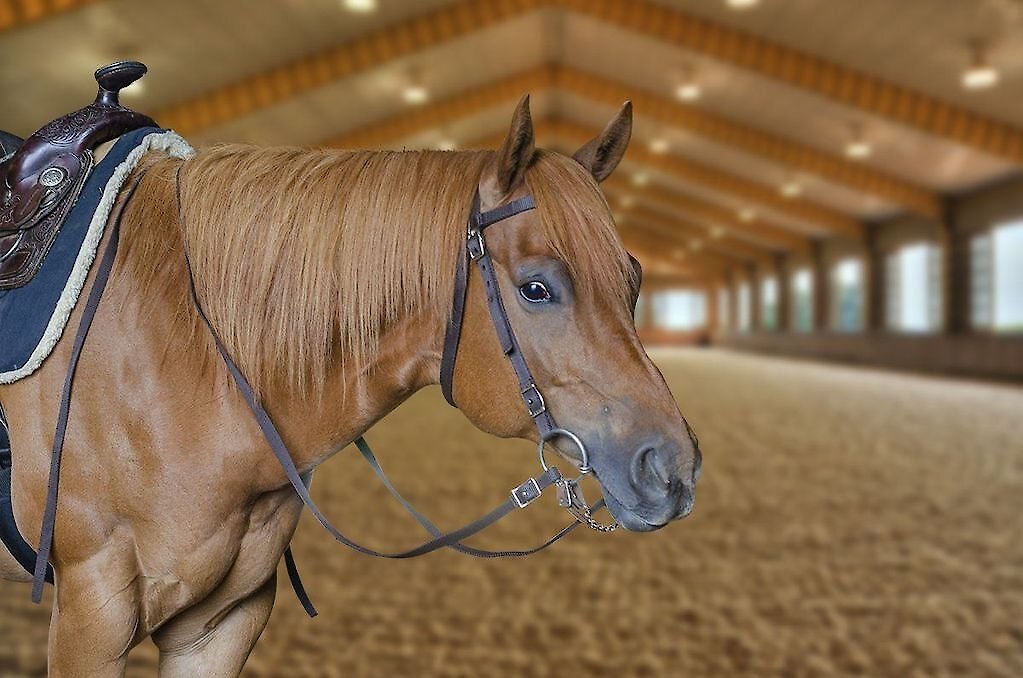 Tahoe Tack Double Layered Nylon Western Horse Headstall and Reins， Full