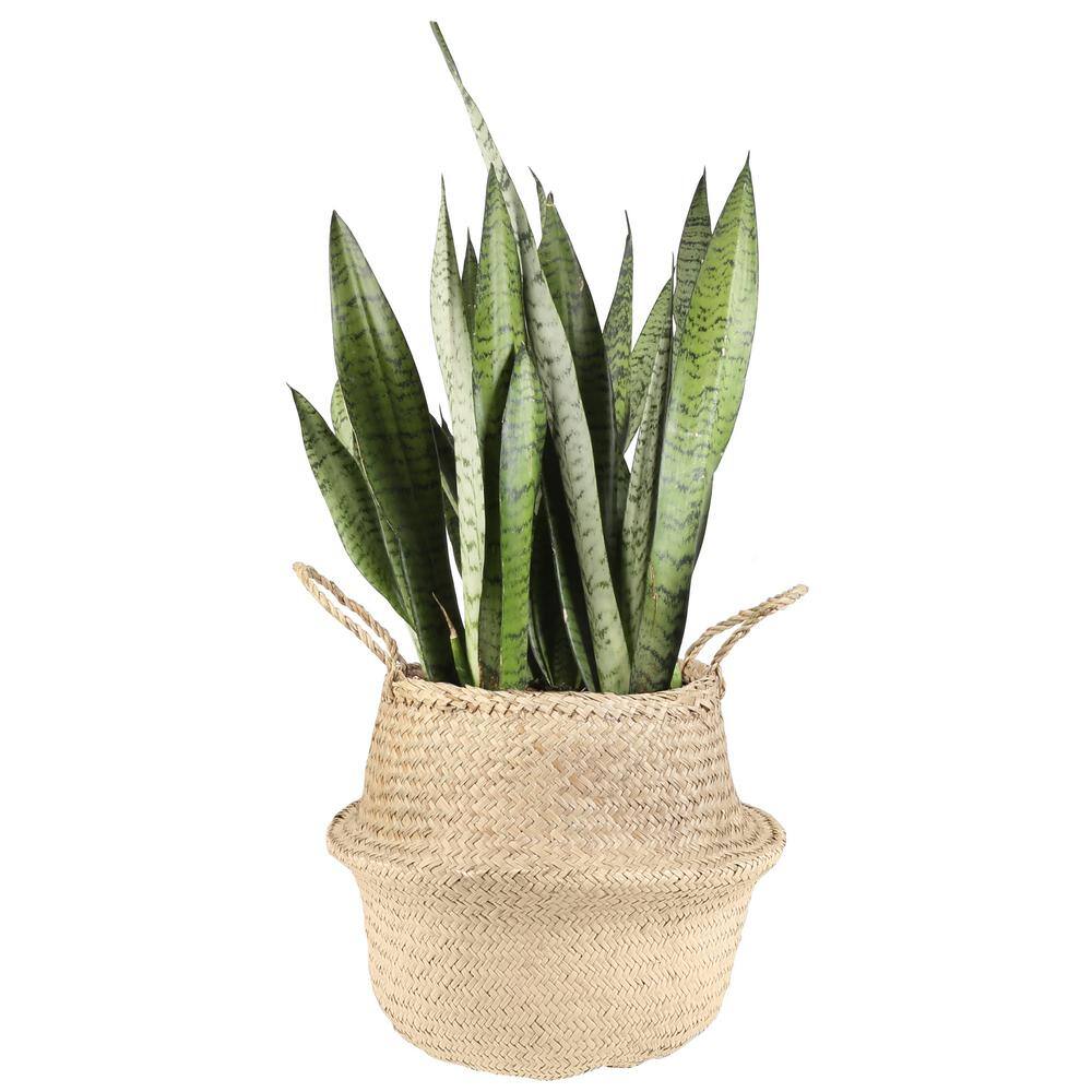 Costa Farms Grower's Choice Sansevieria Indoor Snake Plant in 8.75 in. Natural Decor Basket Avg. Shipping Height 1-2 ft. Tall CO.SZ10.3.SEA