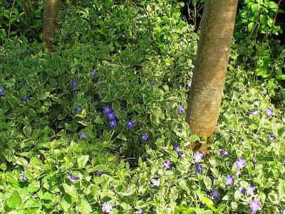 Classy Groundcovers - Variegated Greater (Large Leaf) Periwinkle Big Leaf Periwinkle/Myrtle {25 Pots - 3 1/2 inch Square}