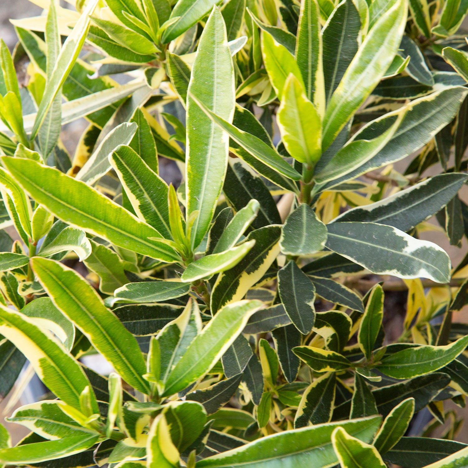 Twist of Pink Variegated Oleander (2 Gallon) Flowering Evergreen Shrub with Pink Blooms - Full Sun Live Outdoor Plant - Southern Living Plant Collection