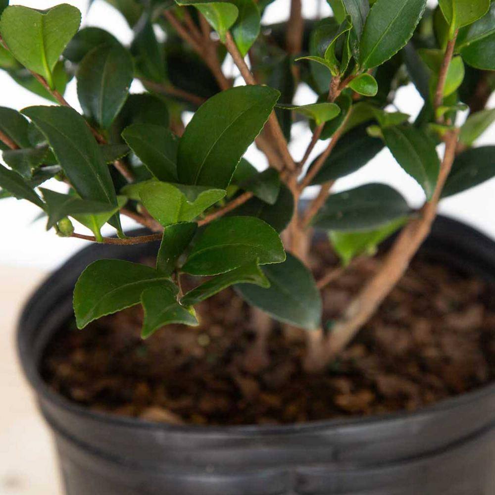 FLOWERWOOD 2.5 Gal - Yuletide Camellia(Sasanqua) - Red Blooming Evergreen Shrub Live Plant 79953FL