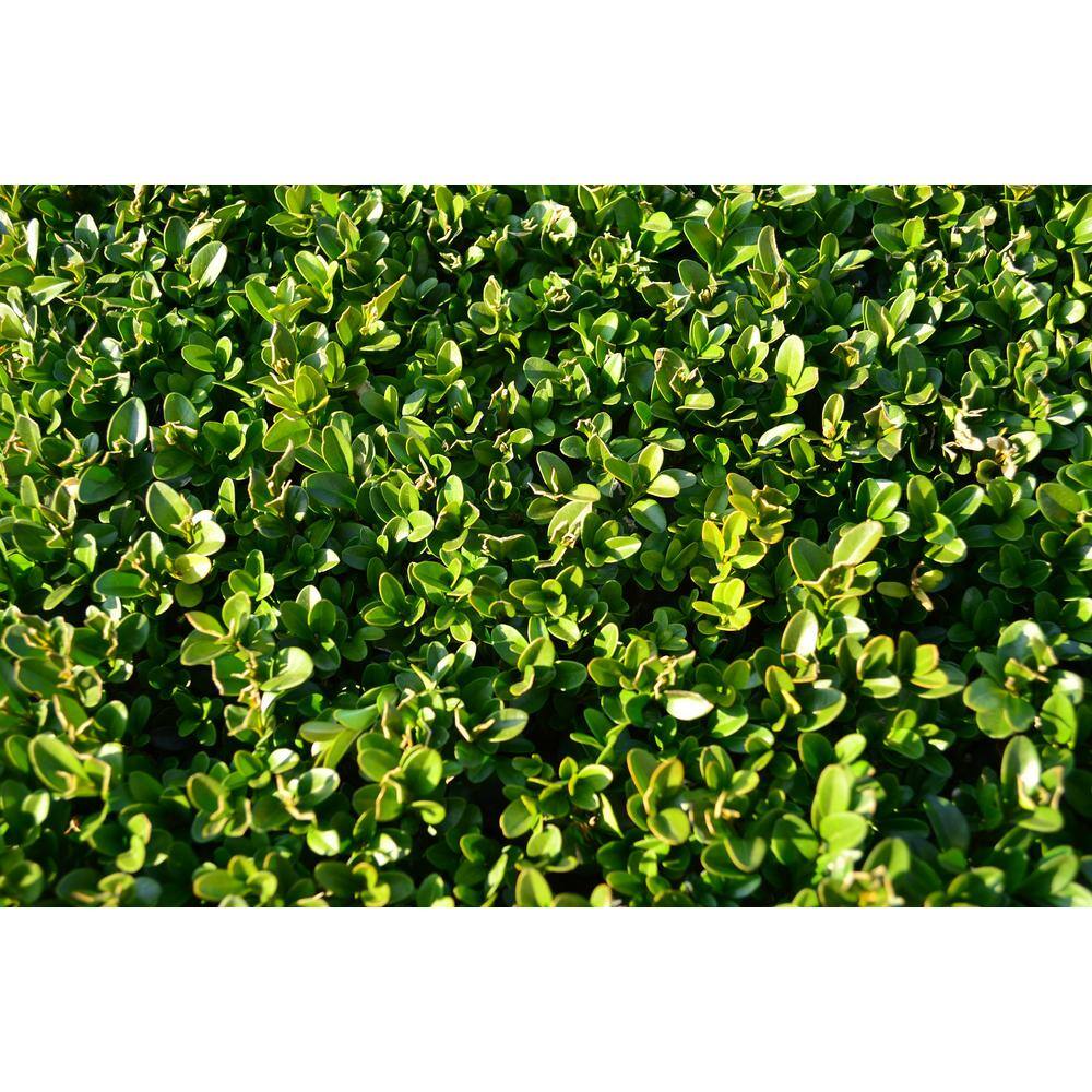 Online Orchards 1 Gal. Winter Gem Boxwood Shrub Beautiful Hardy Especially Colorful in Winter EGBX001
