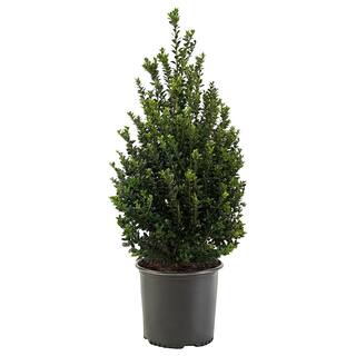 7 Gal. Steeds Upright Japanese Holly Shrub with Dark Green Foliage 15880