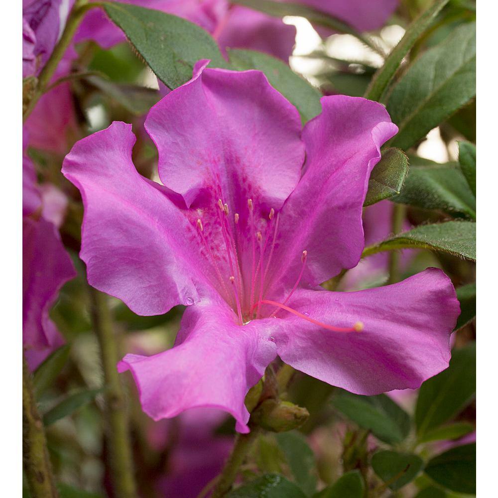 ENCORE AZALEA 1 Gal. Encore Autumn Royalty Azalea Shrub with Purple Single Reblooming Flowers 10358