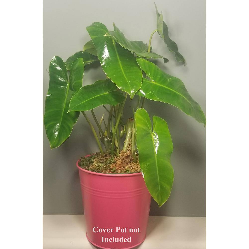 Philodendron Burle Marx Plant in 6 in. Grower Pot BrlMrx006