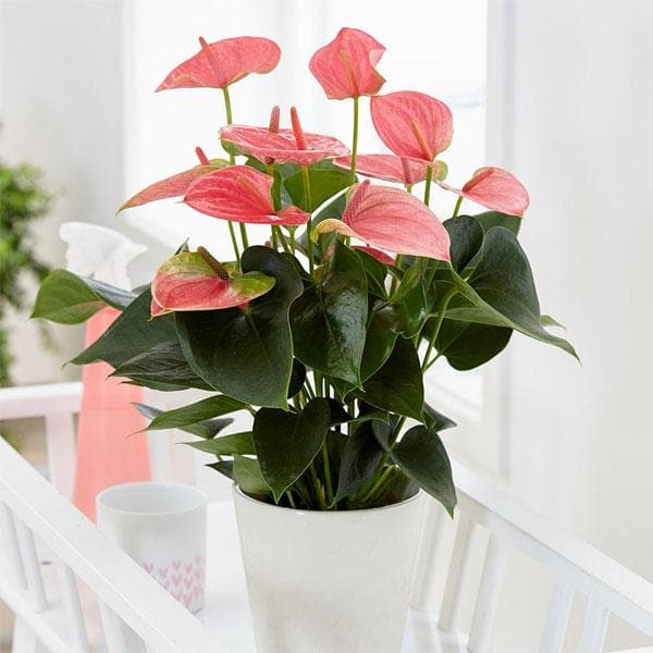 Anthurium (Pink) - Plant