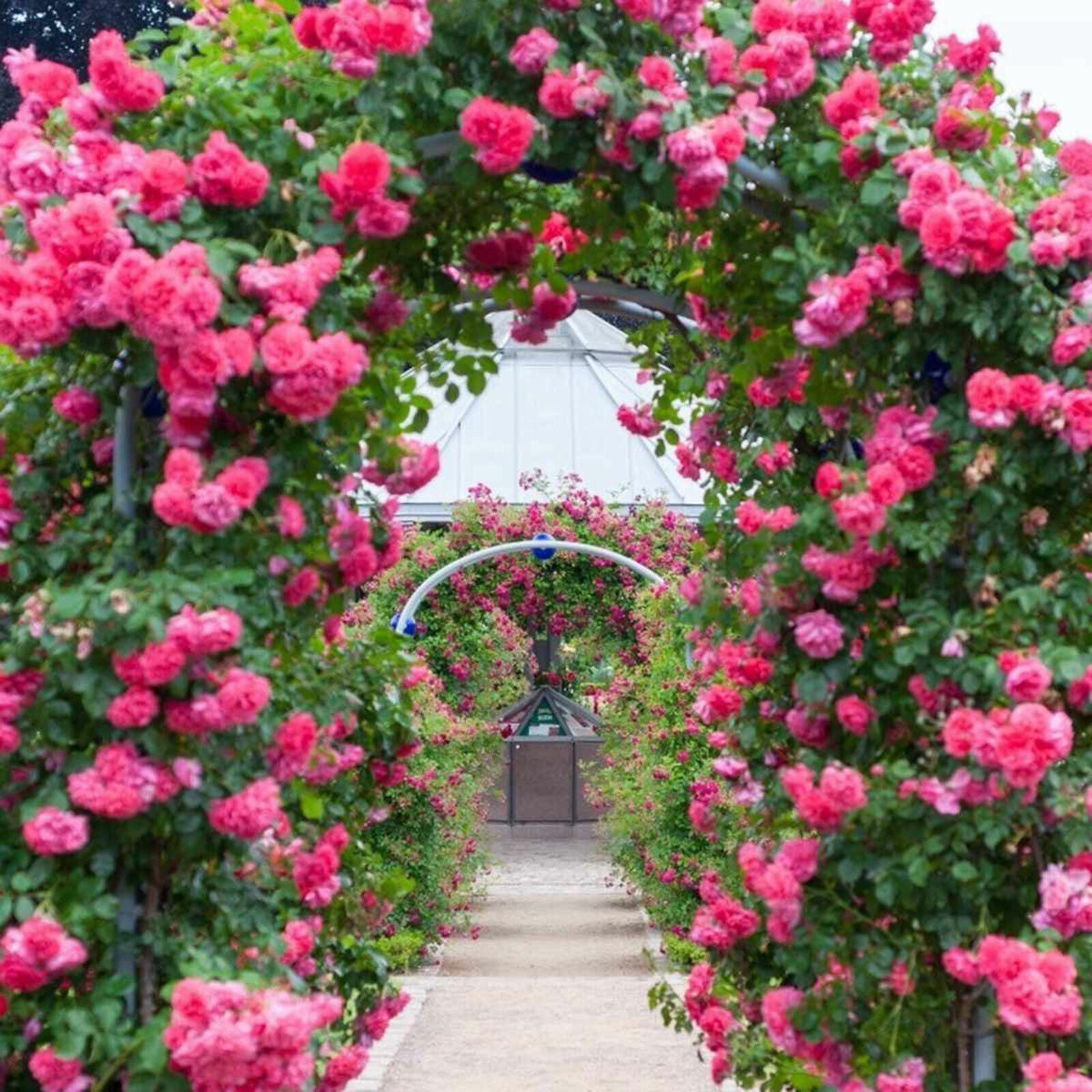 Garden Wedding Rose Arch Pergola Archway Flowers Climbing Plants Trellis Metal