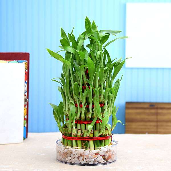 4 Layer Lucky Bamboo Plant in a Bowl with Pebbles