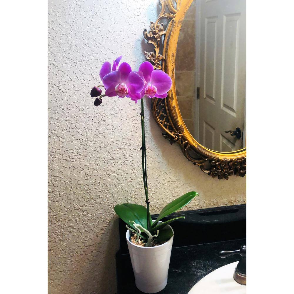 4 in. Phalaenopsis Orchid in Grower Pot PHAL4BLOOM