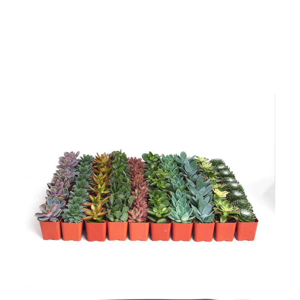 Shop Succulents 2 in. Assorted Succulent (Collection of 140) A140